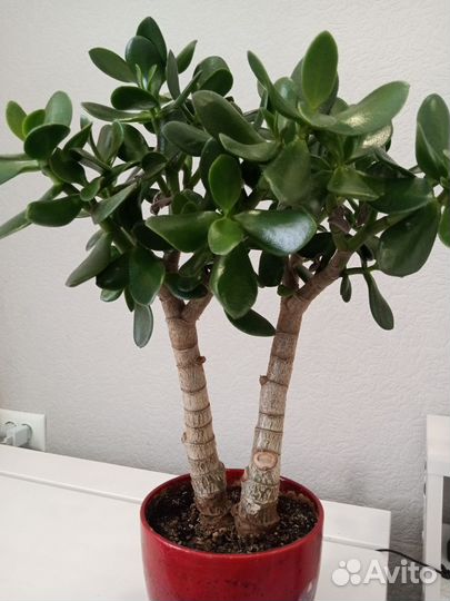 Толстянка(Денежное дерево)