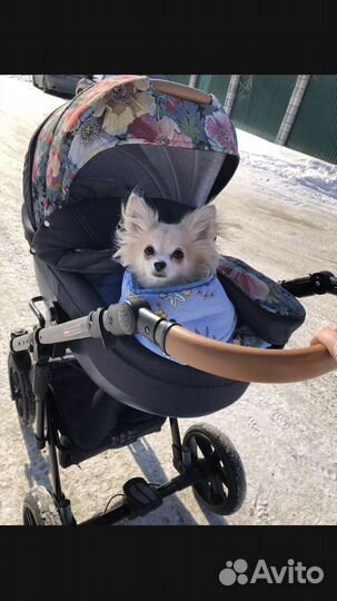 Коляска 2 в 1 lonex