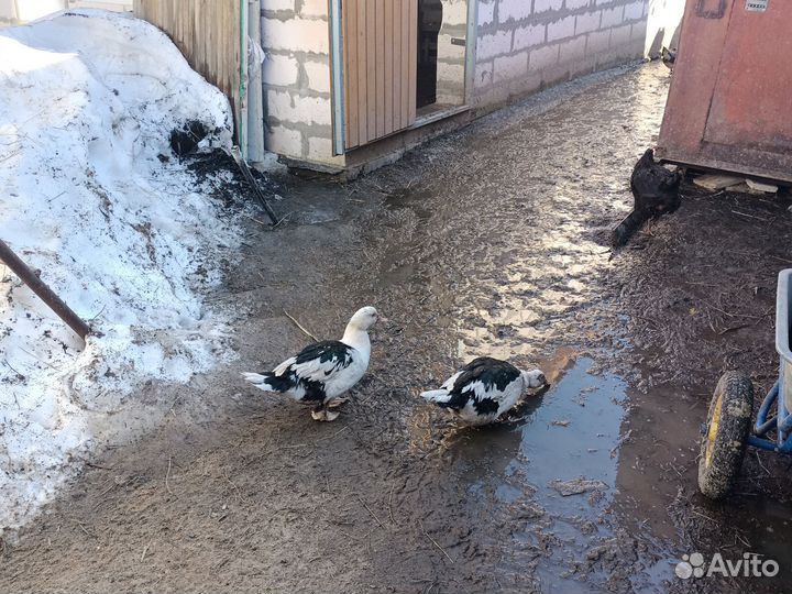 Инкубационное яйцо мускусной утки