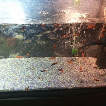 Аквариумные рыбки