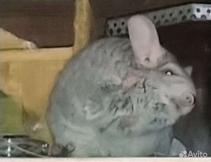Шиншилла