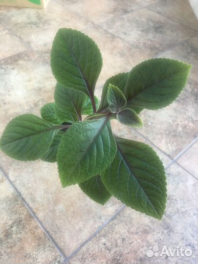 Хризотемис красивый