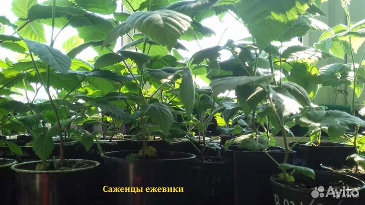 Ежевика, ежемалина, малина сортовая саженцы