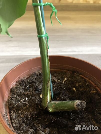 Монстера вариегатная альба