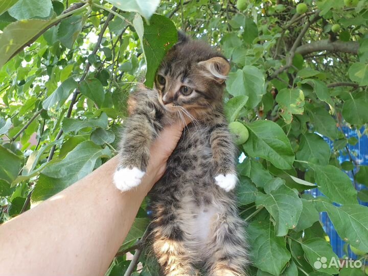 Маленький котейка