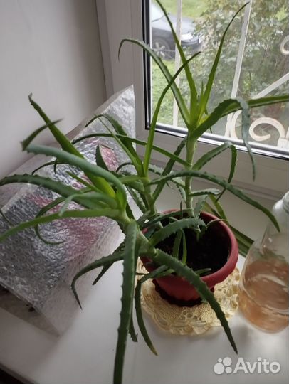 Алоэ столетник лечебный