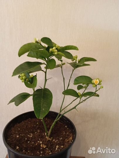 Лимонное дерево