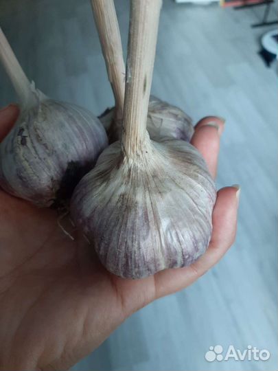 Чеснок свежий