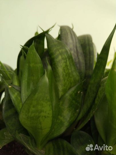 Комнатные растения