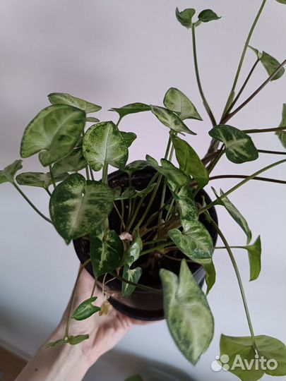 Комнатные цветы