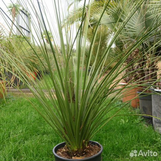 Семена комнатных растений