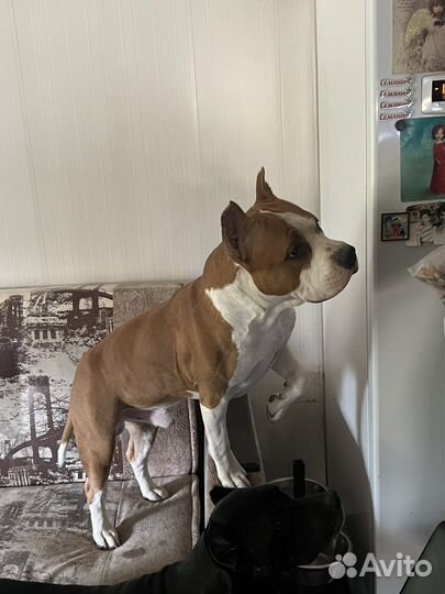 Вязка собак