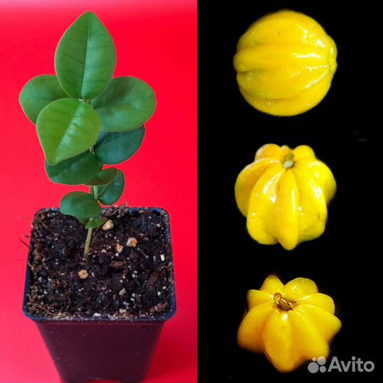 Саженцы экзотических растений