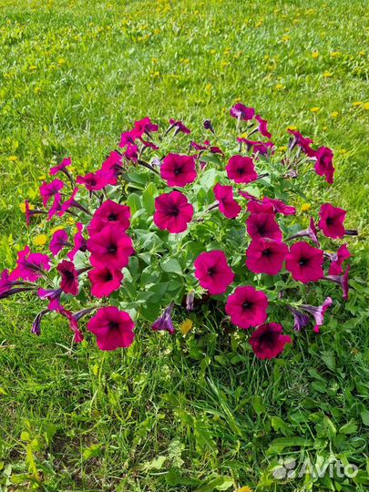 Петуния ампельная в кашпо