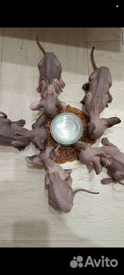 Котята сфинкс