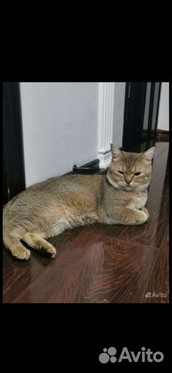 Кот на вязку золотая шиншилла