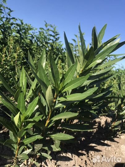 Саженцы декоративных растений