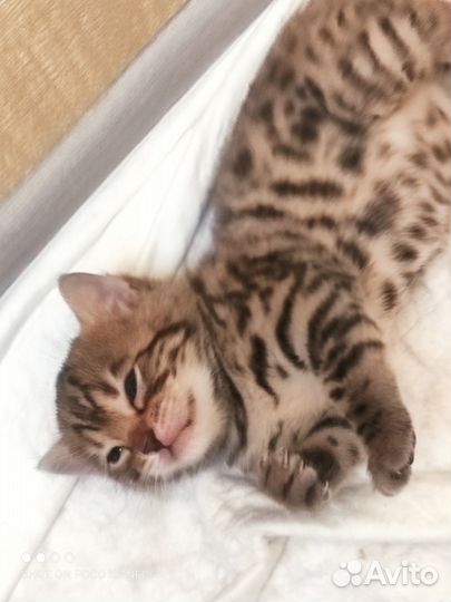 Бенгальская