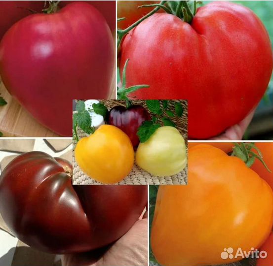 Томат Бычье сердце ассорти