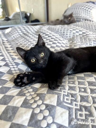 Котенок Шуршик