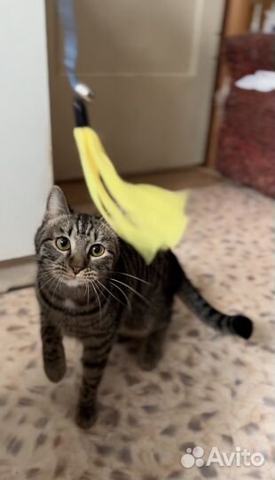 Кот мальчик (Приют Пушистики)