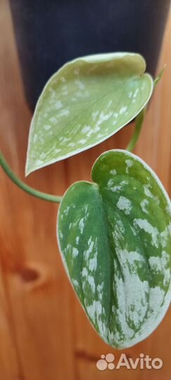 Сциндапсус Сильвер Энн