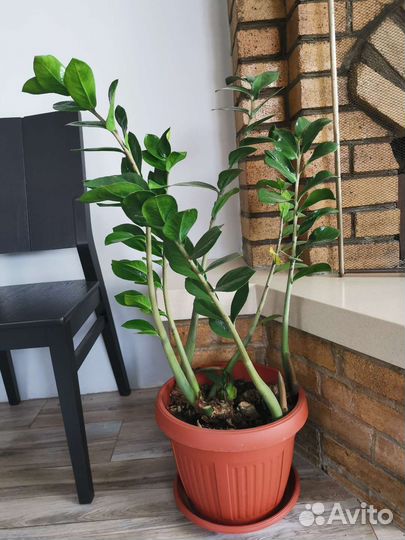 Комнатное растение замиокулькас