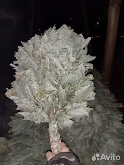 Продаю дубовые веники