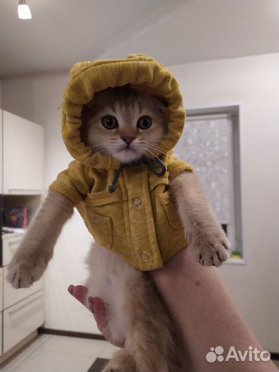 Вязка кот Золотая шиншилла