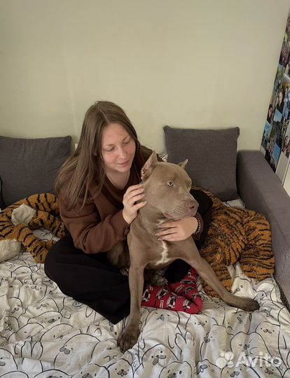 Передержка/догситтер/зооняня