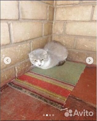 Помогите спасти кошек из Бобруйской усыпалки