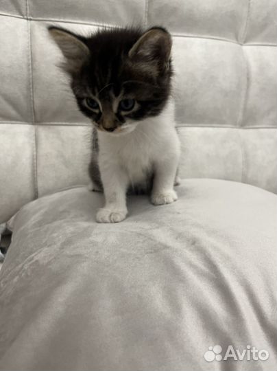 Котенок мальчик