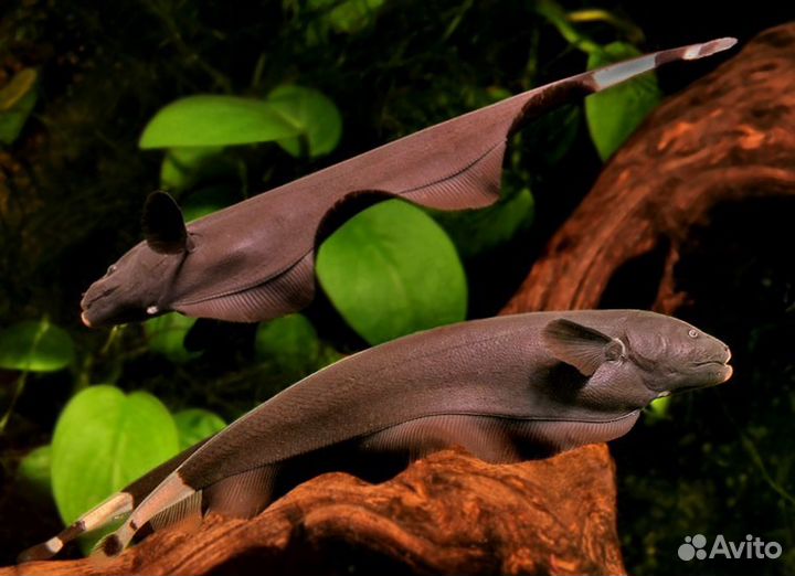 Рыба-нож, черный нож Apteronotus albifrons