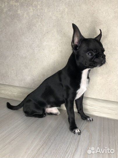 Вязка чихуахуа мальчик