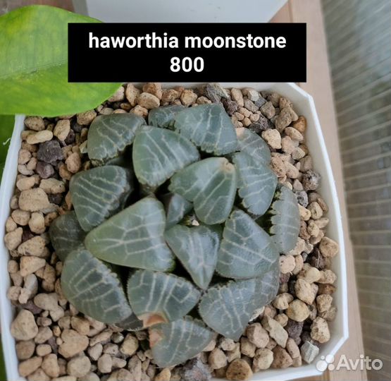 Цветы суккуленты