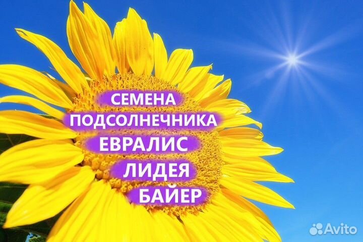 Гибриды семена подсолнечника Евралис,Байер,Лидея