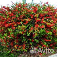 Кустарник айва (хеномелес) японская