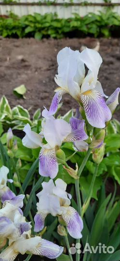 Ирисы