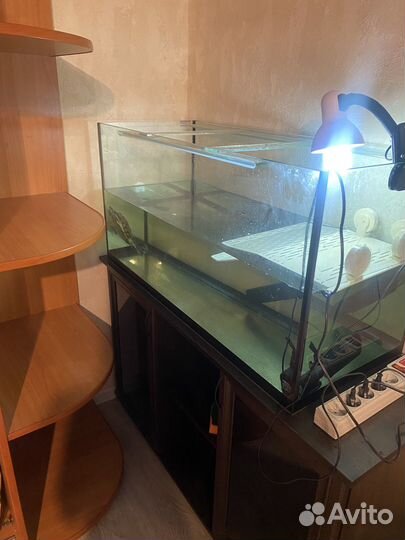 Отдам красноухую черепаху с аквариумом