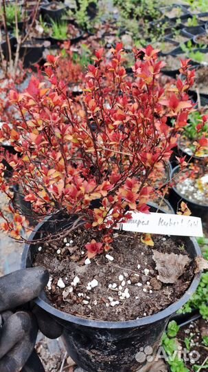 Саженцы многолетних декоративных кустарников