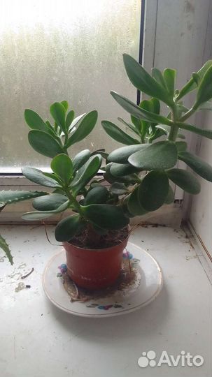 Комнатные растения