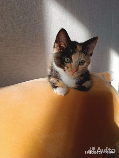 Котёнок ищет дом