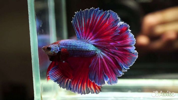 Рыбка петушок асорти