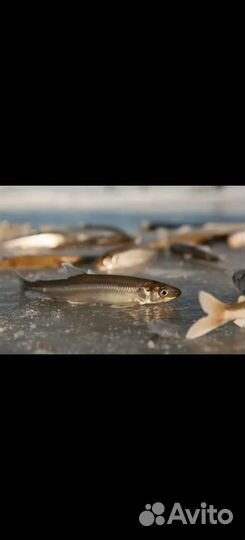 Корюшка свежемороженая