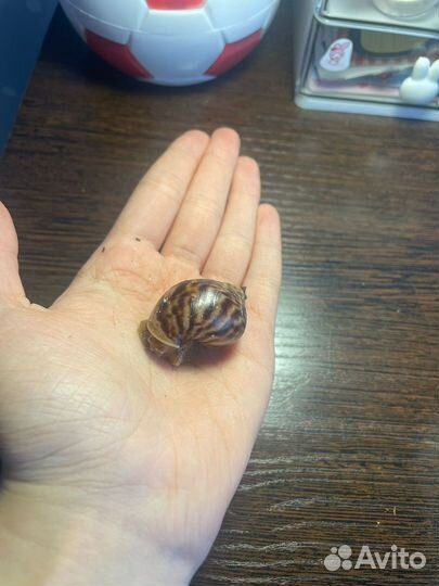 Улитки ахатины