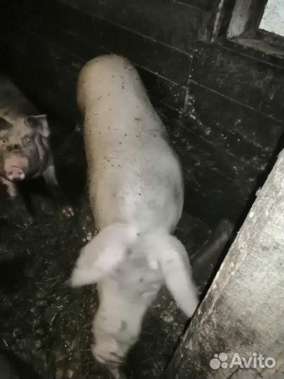 Кабан,коровы, бык