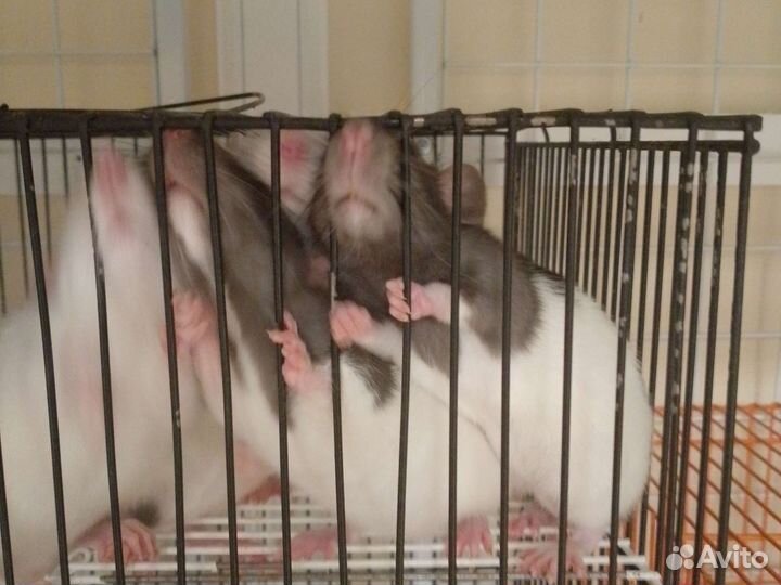 Крыса дамбо