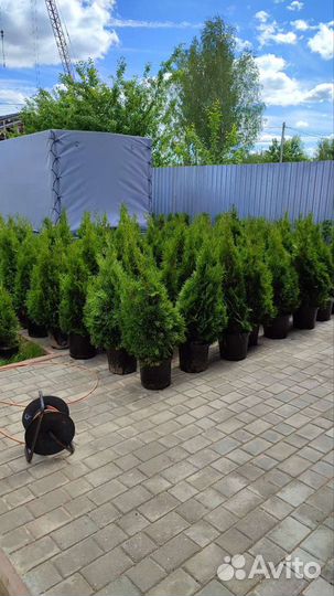 Туя смарагд от 60 - 120 см