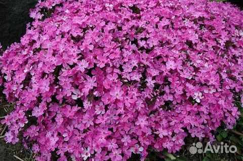 Растения для сада