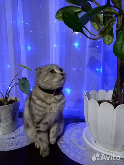 Передержка кошек и котов